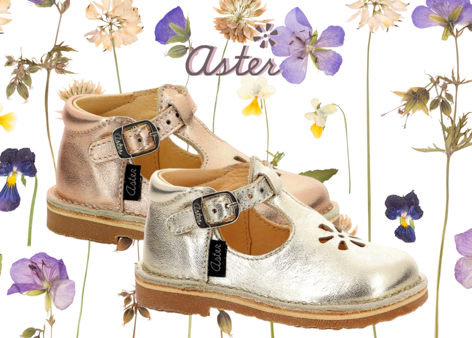 Aster
